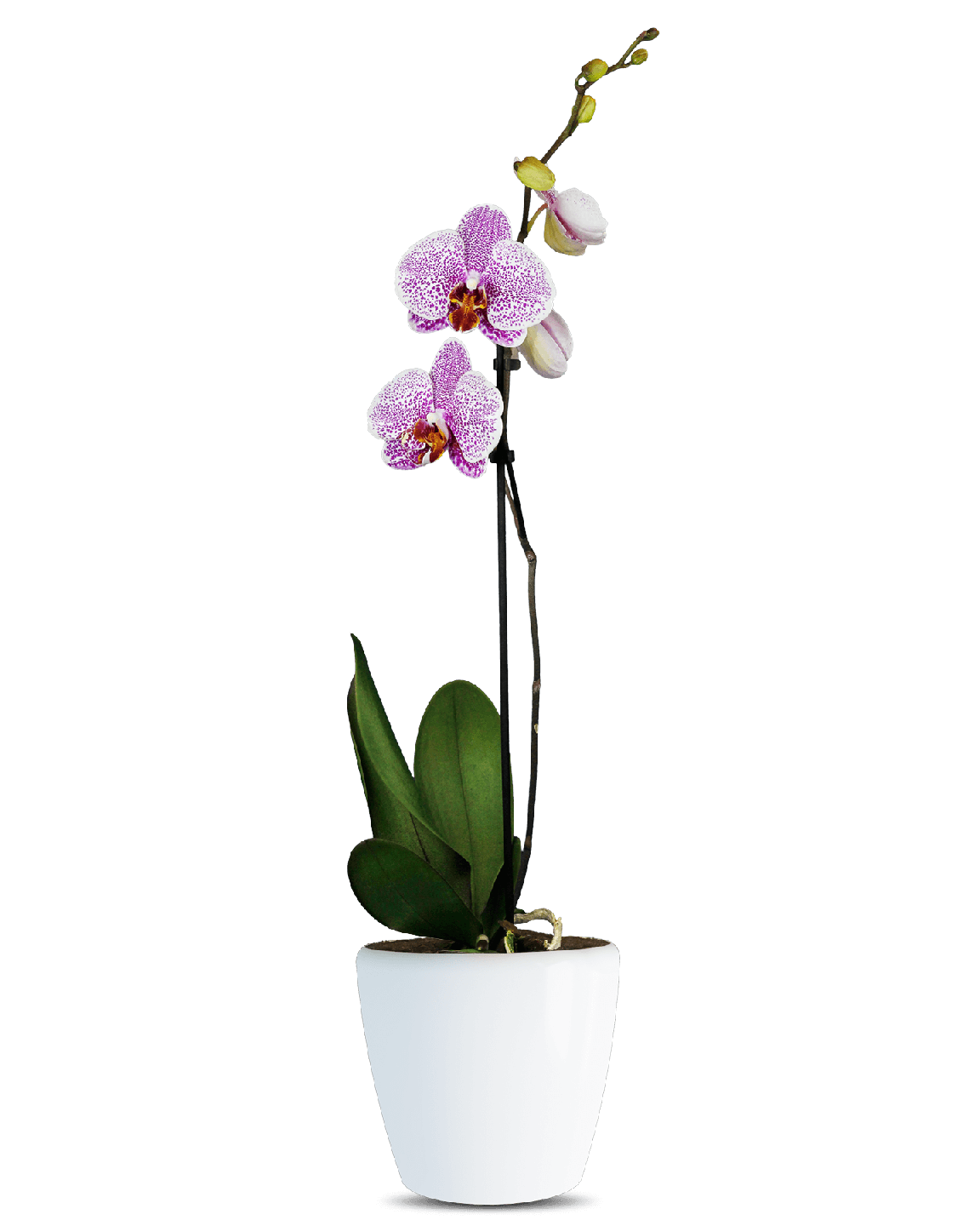 Phalaenopsis Sarah Tek Dallı Çok Renki Orkide - 1
