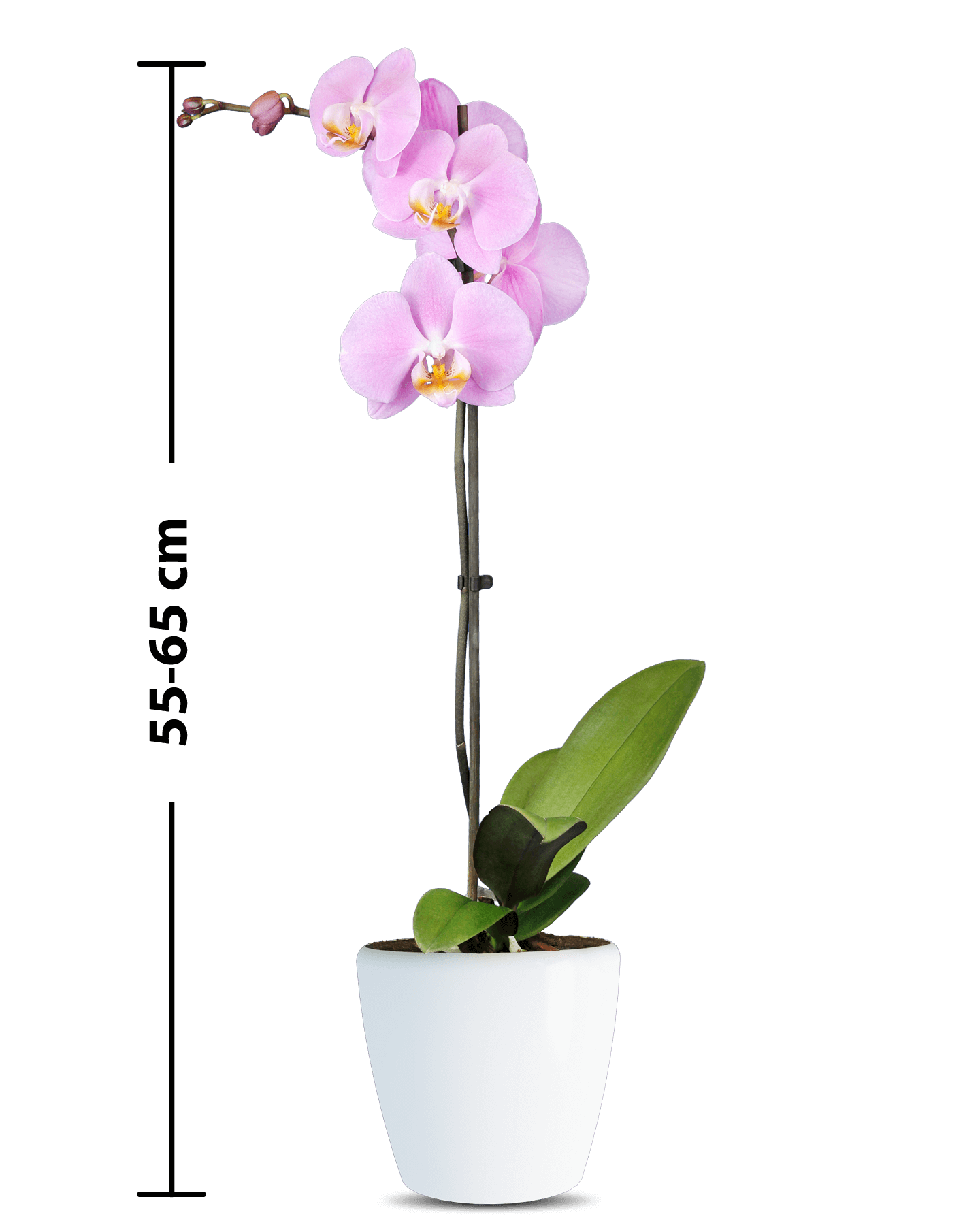 Phalaenopsis Shane Tek Dallı Pembe Orkide - 3