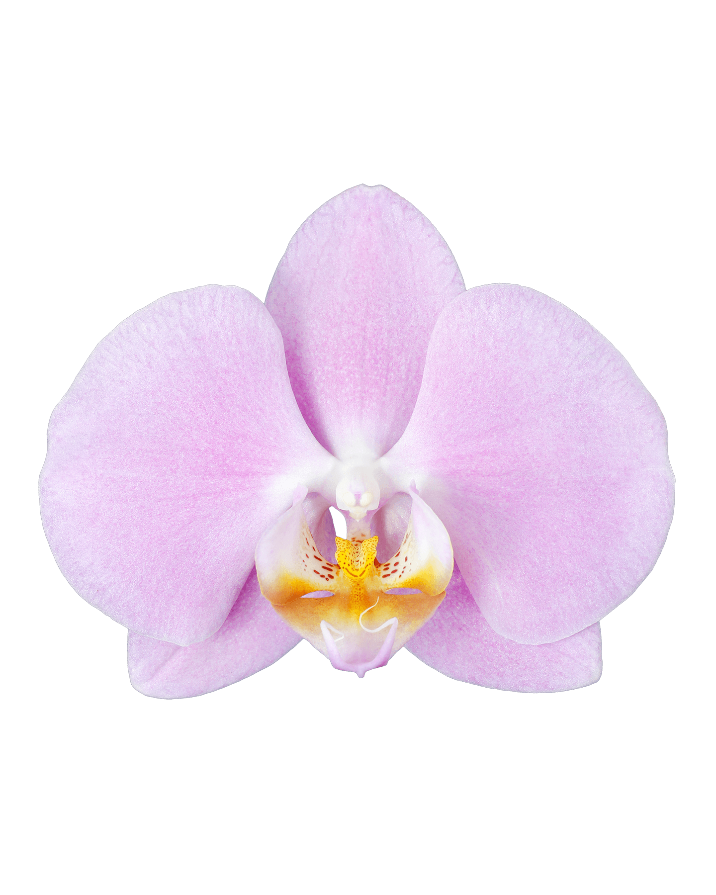 Phalaenopsis Shane Tek Dallı Pembe Orkide - 2