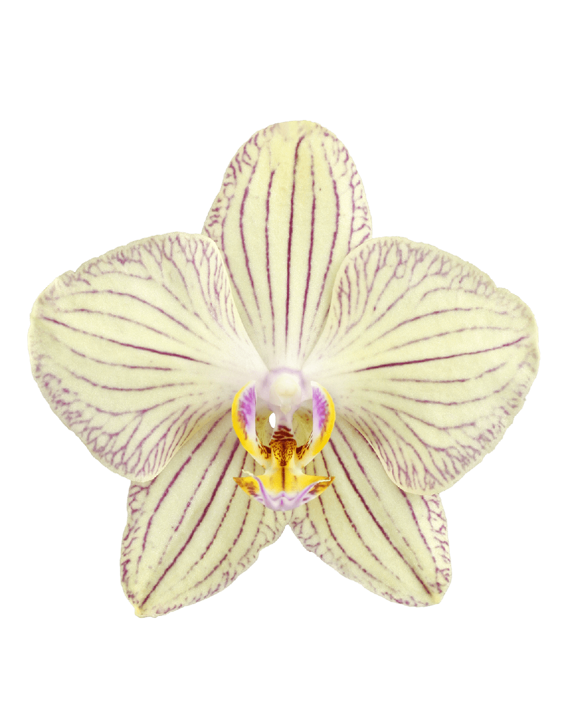 Phalaenopsis Sofia Çift Dallı Çok Renkli Orkide - 2