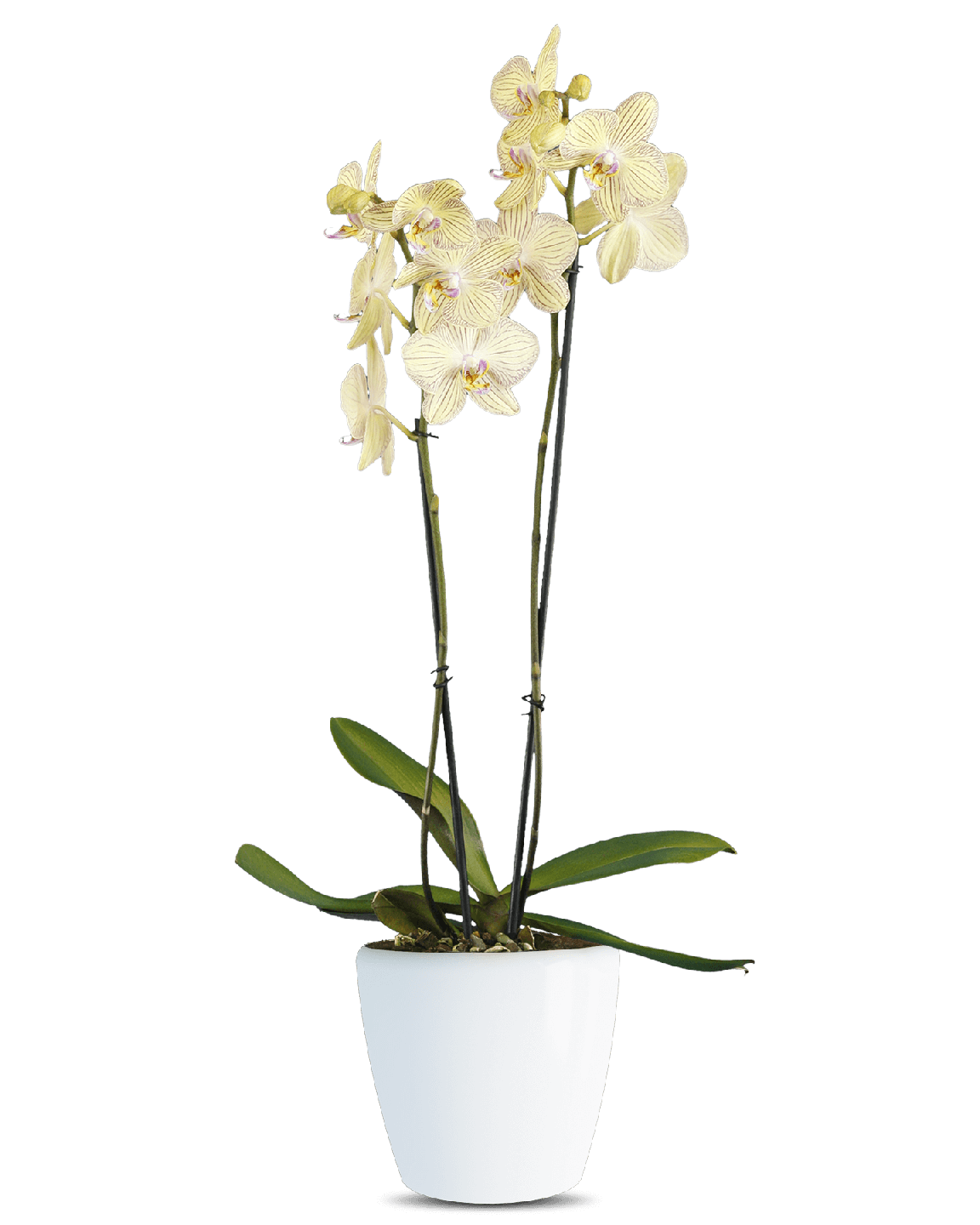 Phalaenopsis Sofia Çift Dallı Çok Renkli Orkide - 1