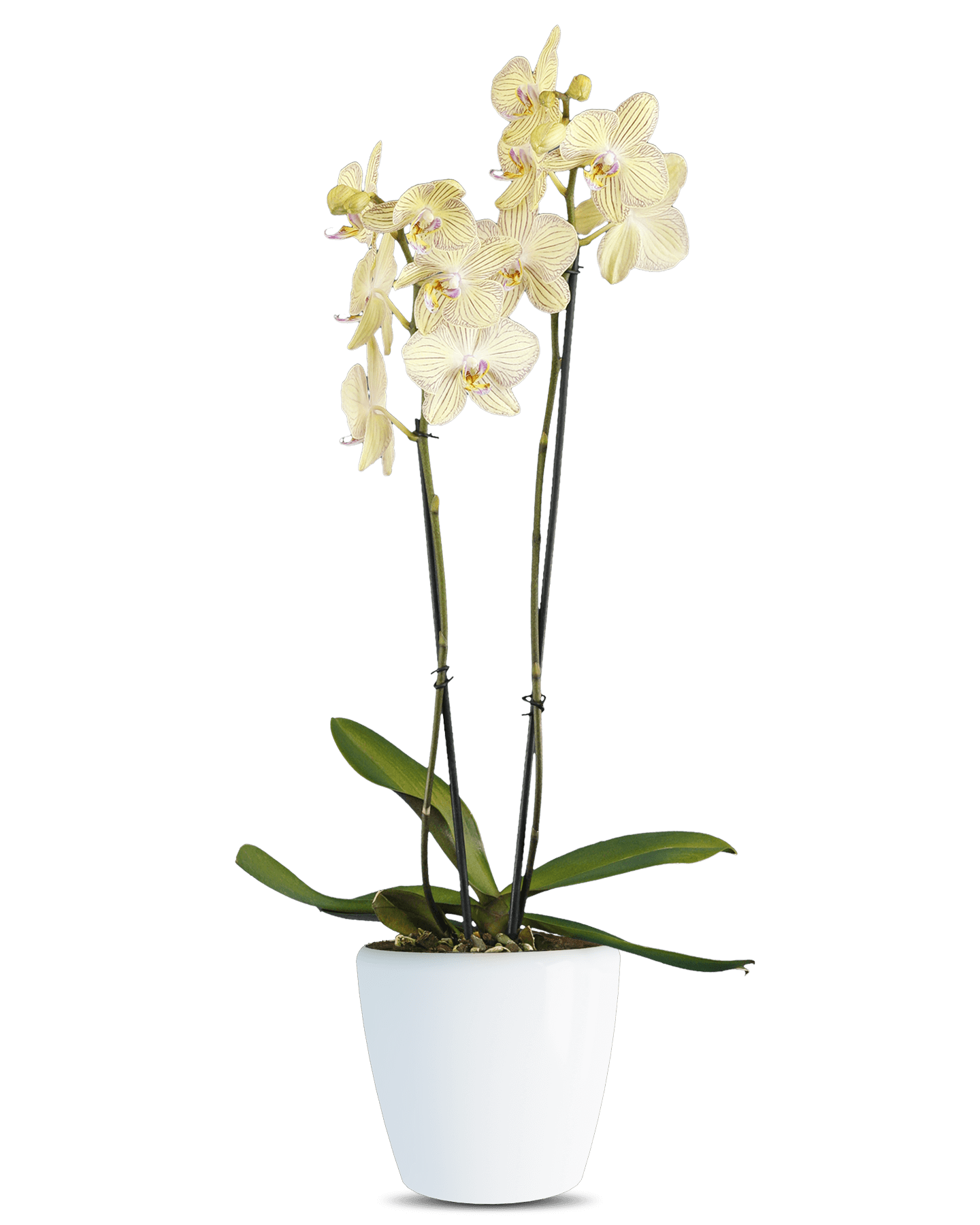 Solo Plant - Phalaenopsis Sofia Çift Dallı Çok Renkli Orkide