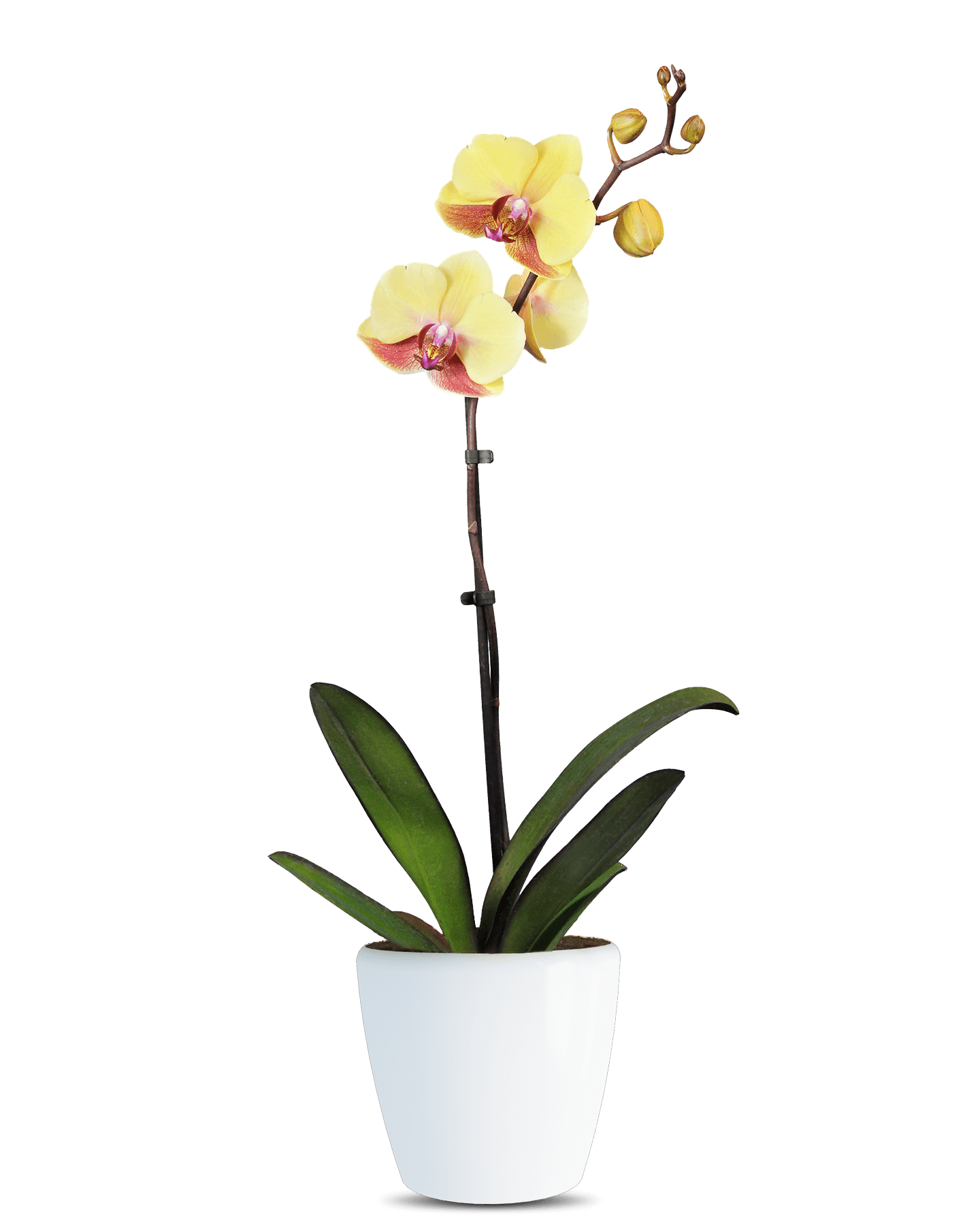 Phalaenopsis Stacy Tek Dallı Sarı Orkide - Solo Plant