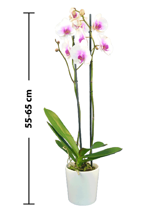 Phalaenopsis Tecna Çift Dallı Pembe Orkide - 2