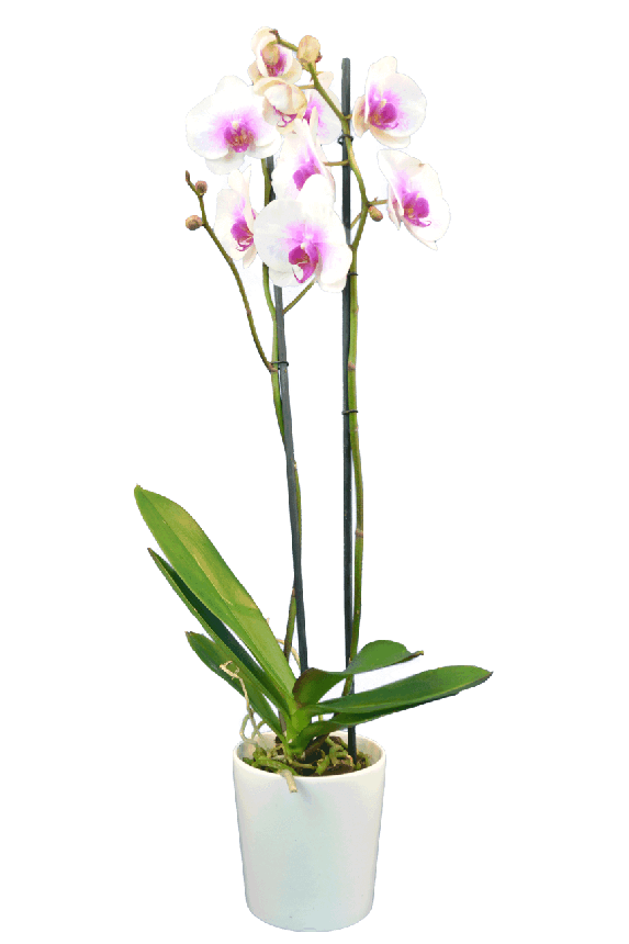 Phalaenopsis Tecna Çift Dallı Pembe Orkide - 1