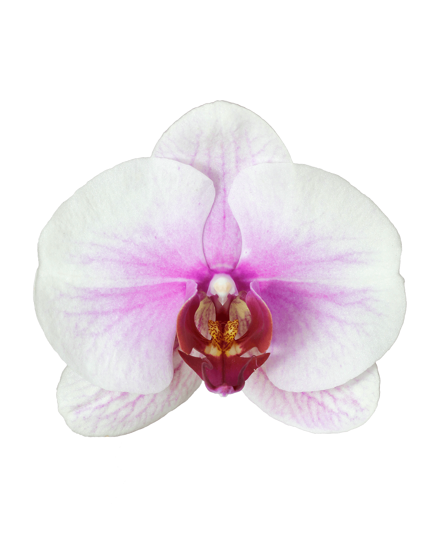 Phalaenopsis Tecna Tek Dallı Çok Renkli Orkide