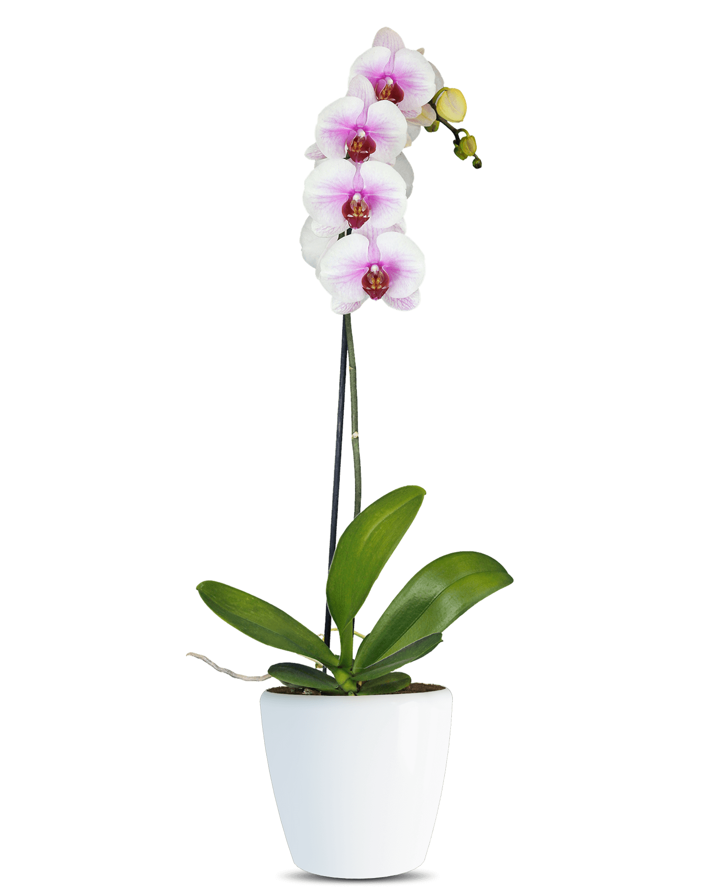 Solo Plant - Phalaenopsis Tecna Tek Dallı Çok Renkli Orkide
