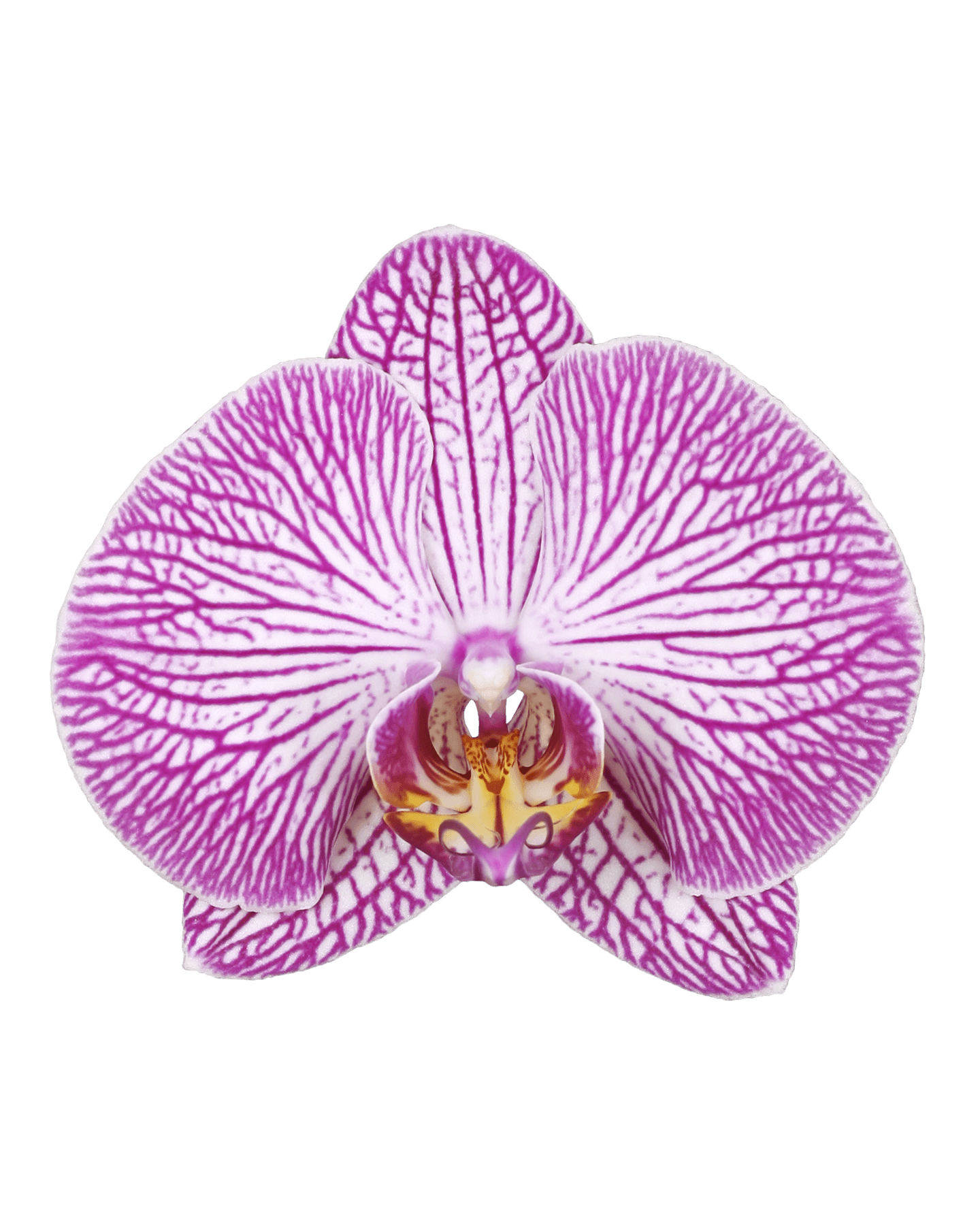 Phalaenopsis Teresa Çift Dallı Çok Renkli Orkide - 2