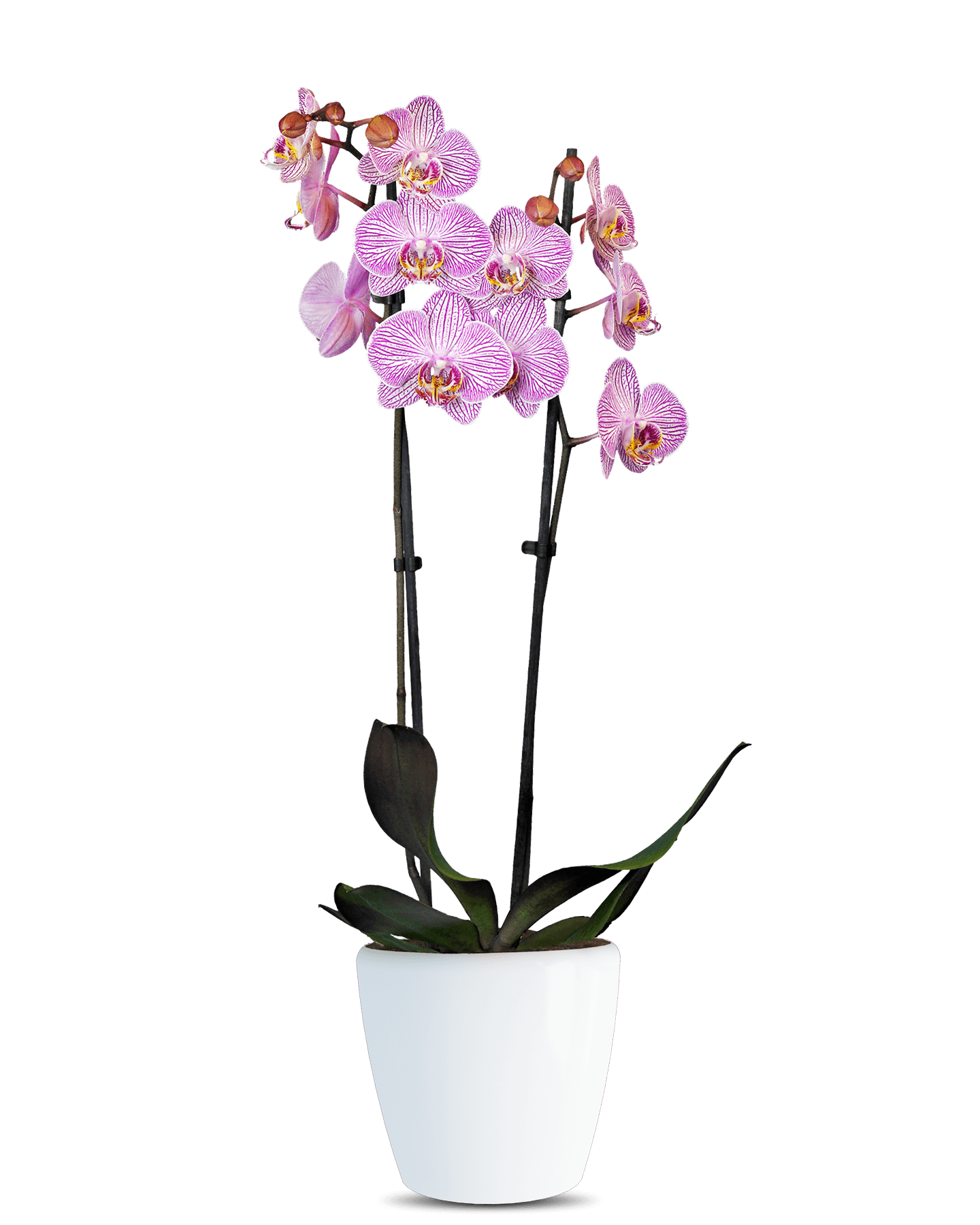 Phalaenopsis Teresa Çift Dallı Çok Renkli Orkide - Solo Plant