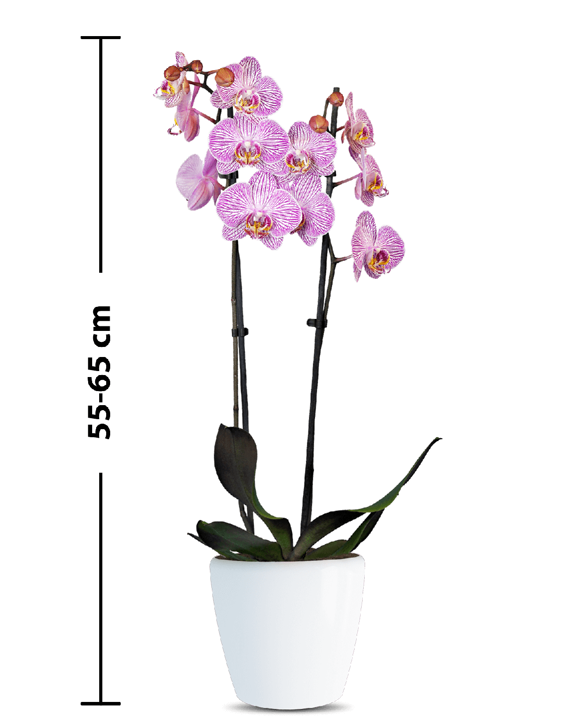 Phalaenopsis Teresa Çift Dallı Çok Renkli Orkide - 3