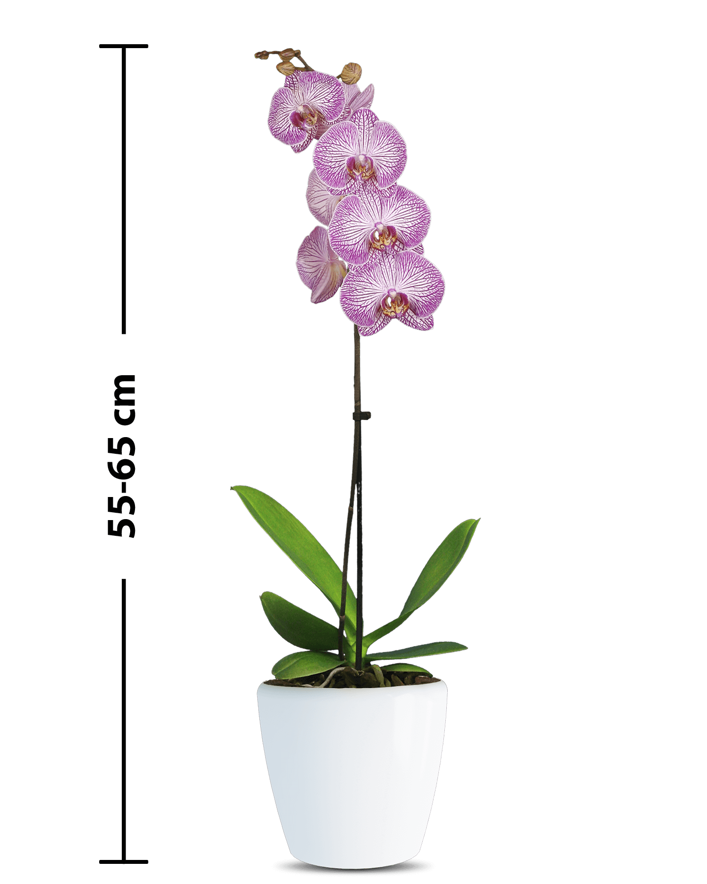 Phalaenopsis Teresa Tek Dallı Çok Renkli Orkide