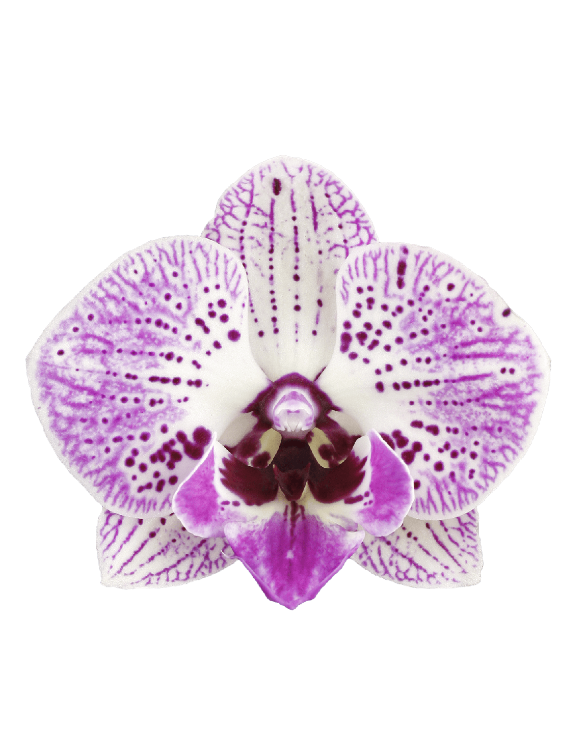 Phalaenopsis Valentina Çift Dallı Çok Renkli Orkide - 2