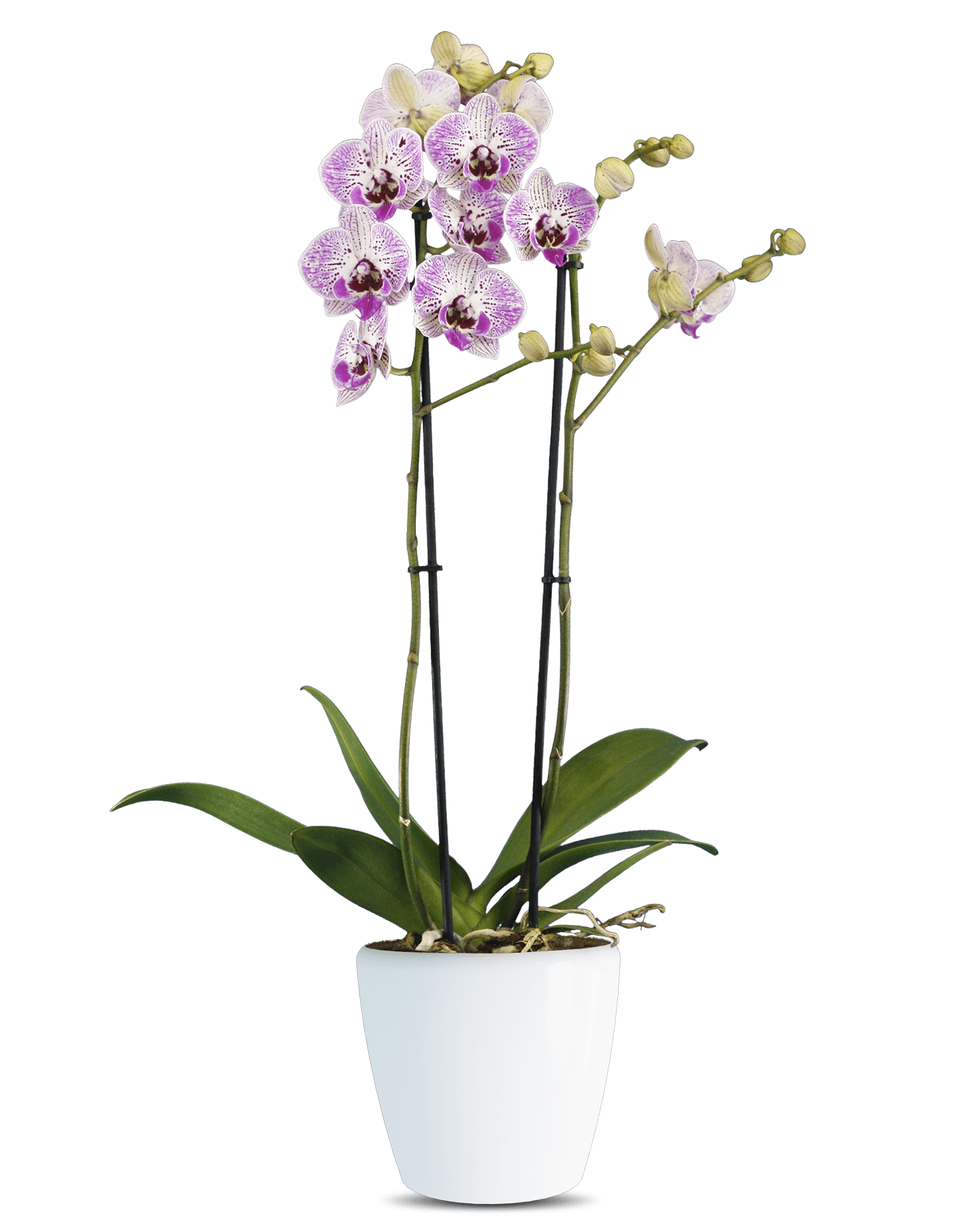 Phalaenopsis Valentina Çift Dallı Çok Renkli Orkide - Solo Plant