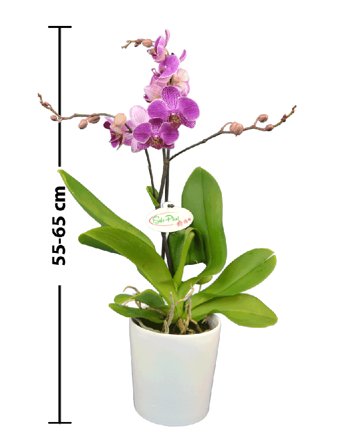 Phalaenopsis Vera Tek Dallı Mor Orkide - 2