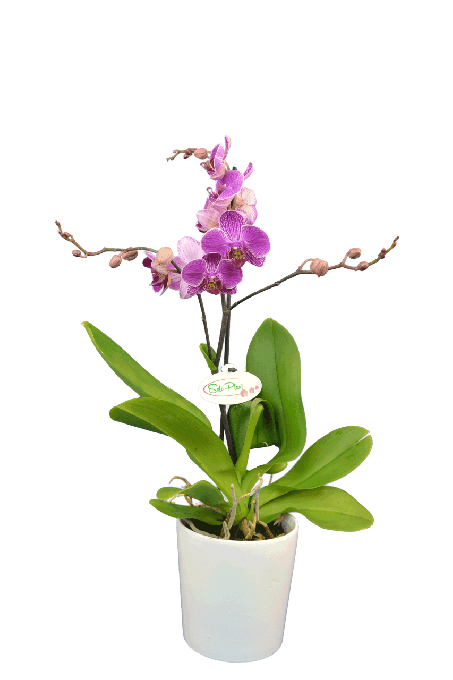 Phalaenopsis Vera Tek Dallı Mor Orkide - 1