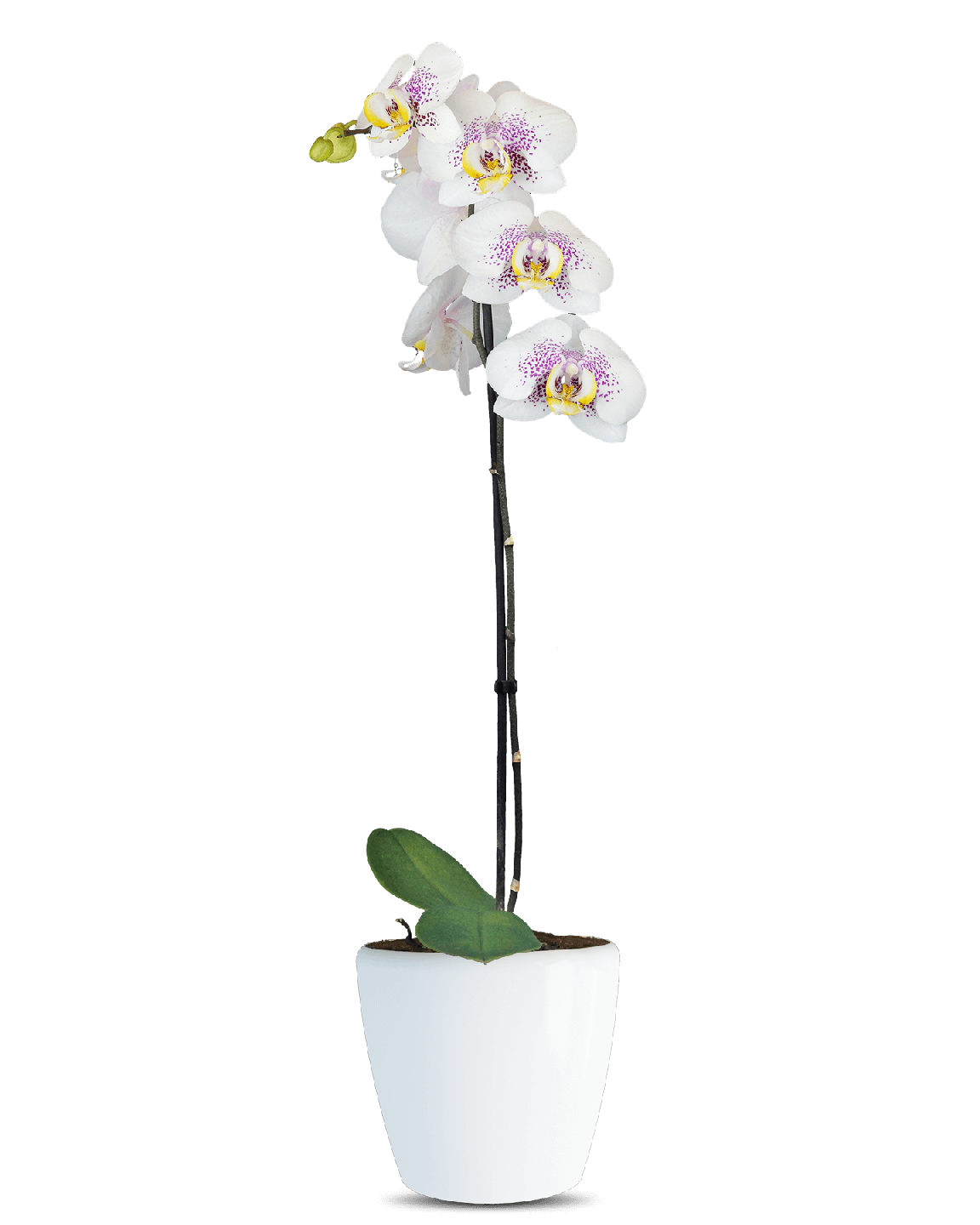 Phalaenopsis Veronica Tek Dallı Çok Renkli Orkide - Thumbnail