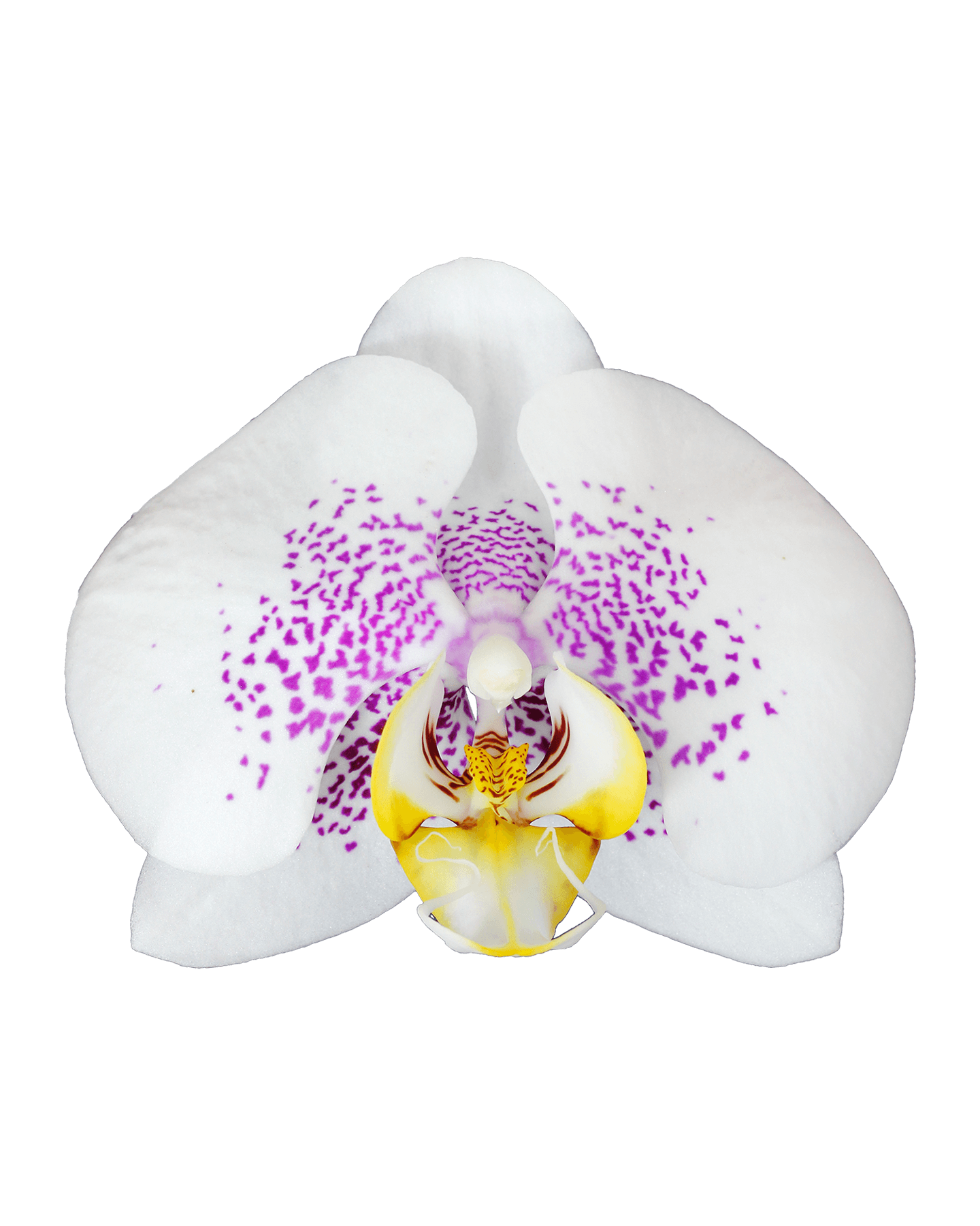 Phalaenopsis Veronica Tek Dallı Çok Renkli Orkide