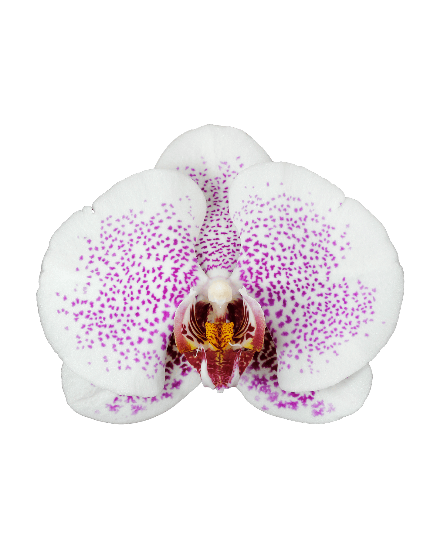 Phalaenopsis Violet Tek Dallı Çok Renkli Orkide