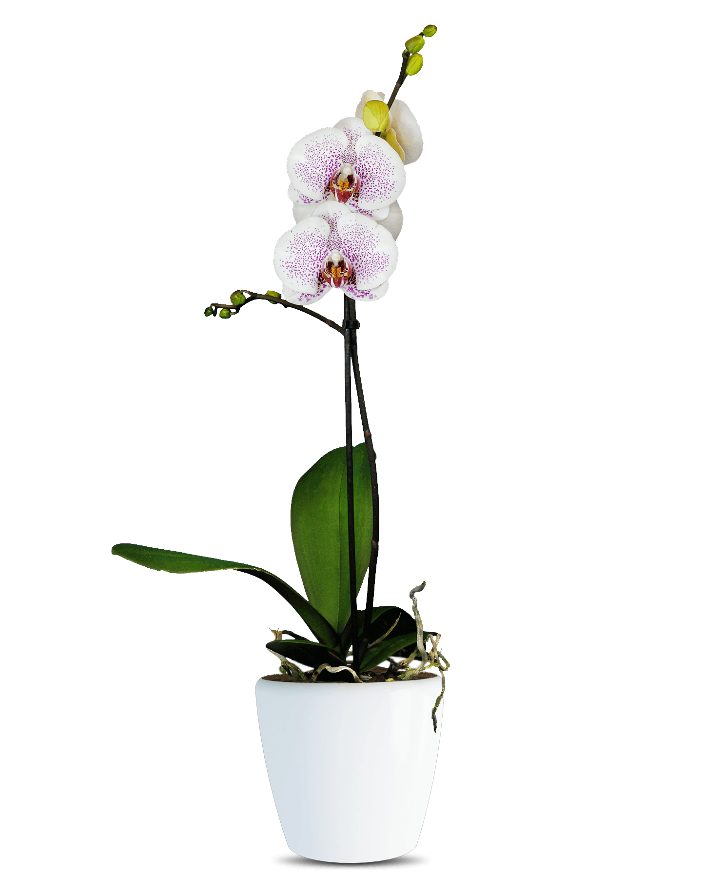 Phalaenopsis Violet Tek Dallı Çok Renkli Orkide