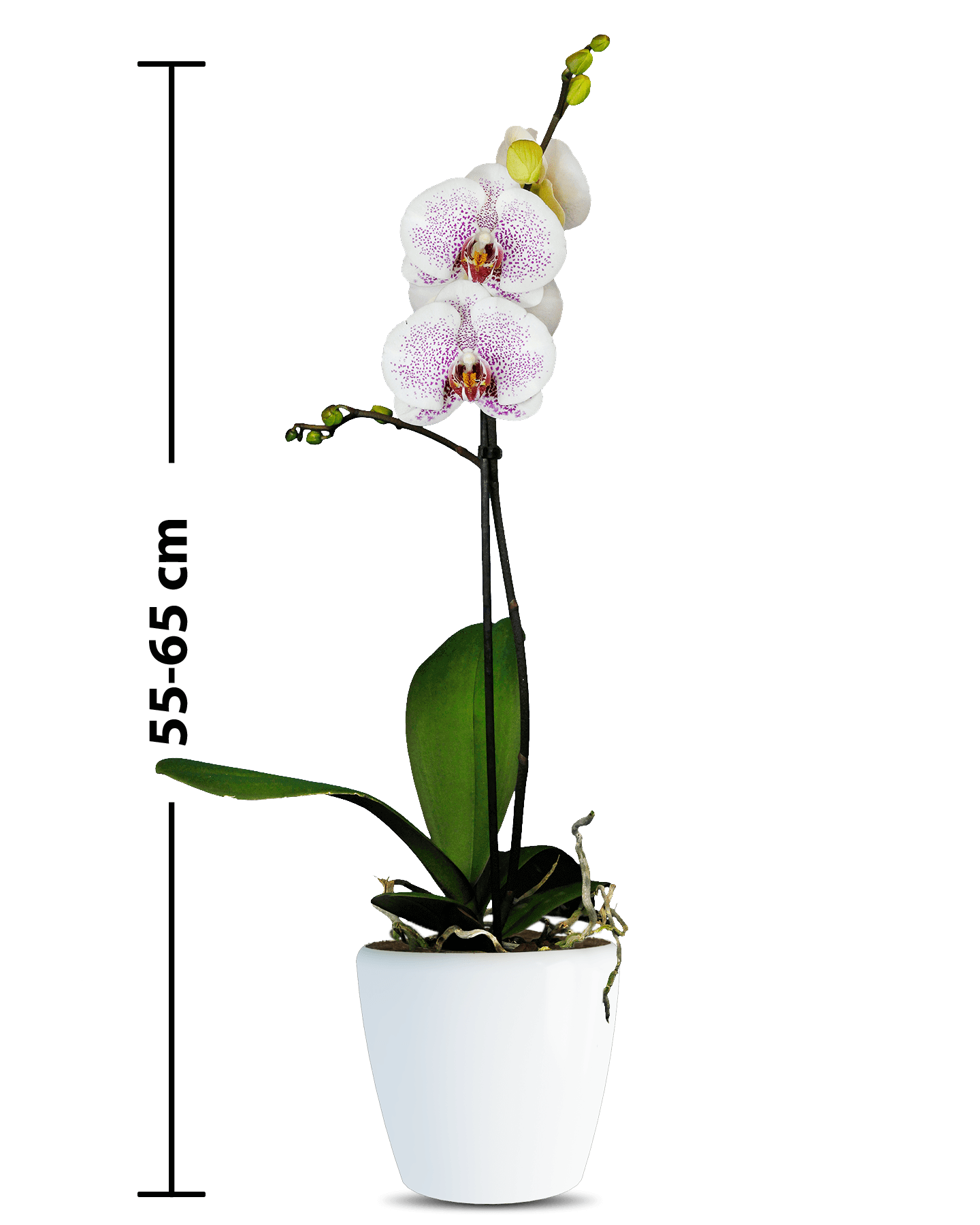 Phalaenopsis Violet Tek Dallı Çok Renkli Orkide - 3