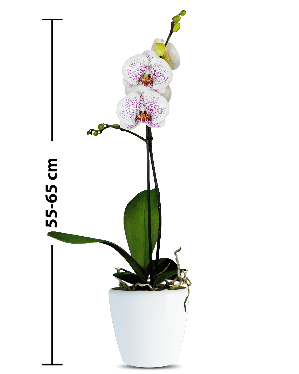 Phalaenopsis Violet Tek Dallı Çok Renkli Orkide - Thumbnail