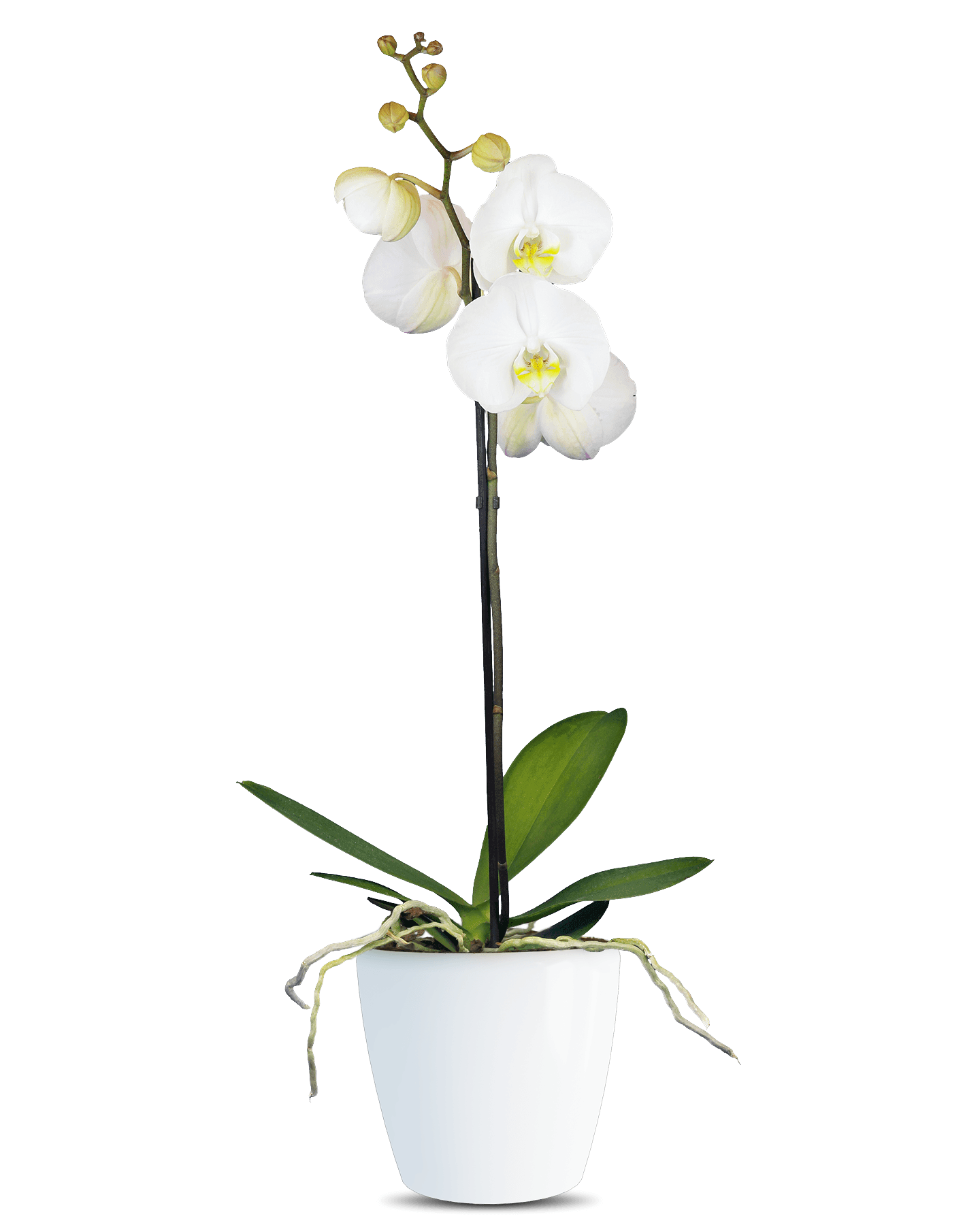 Solo Plant - Phalaenopsis Yolanthe Tek Dallı Beyaz Orkide