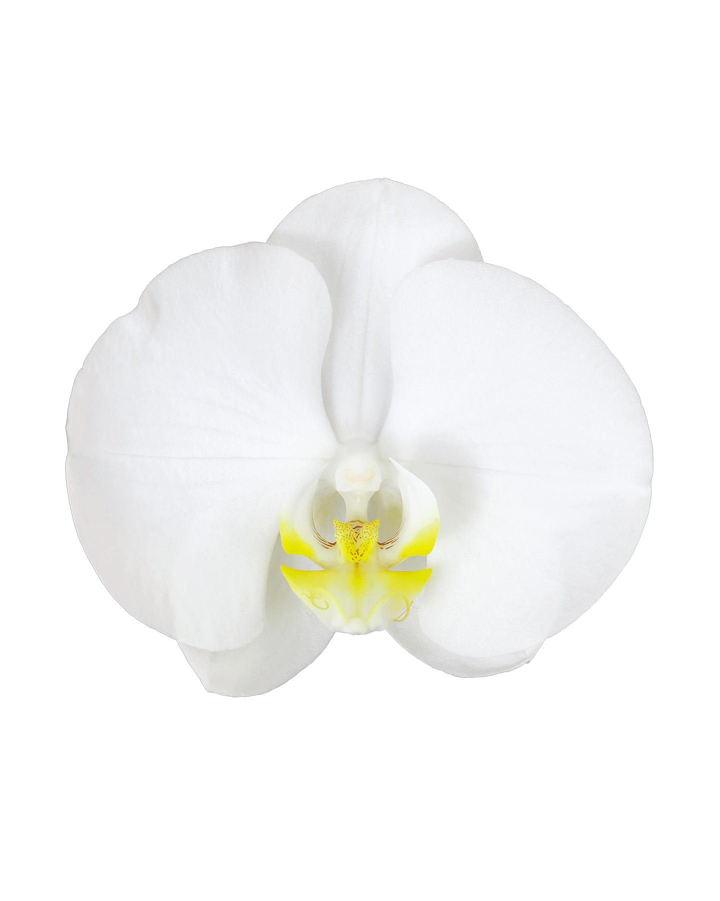 Phalaenopsis Yolanthe Tek Dallı Beyaz Orkide