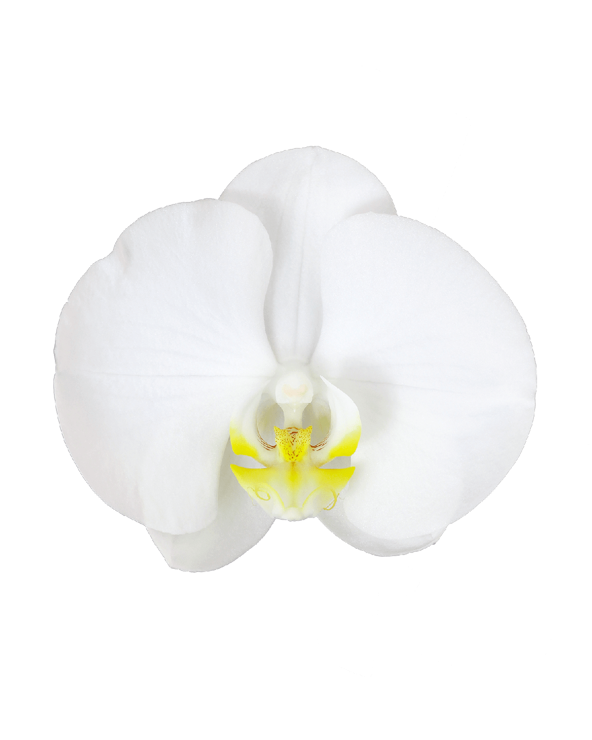 Phalaenopsis Yolanthe Tek Dallı Beyaz Orkide - Thumbnail