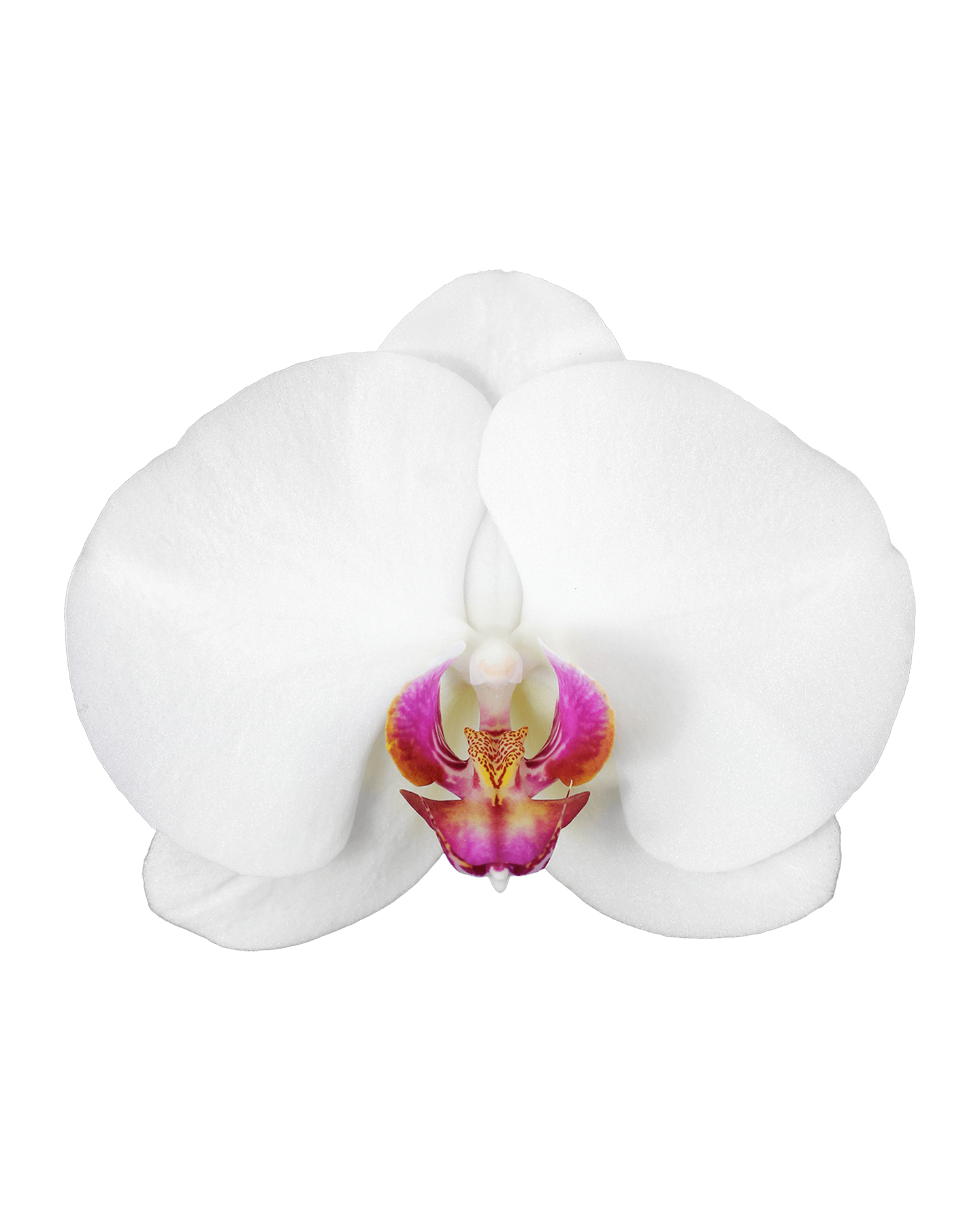 Phalaneopsis Hermonie Tek Dallı Beyaz Orkide - 2
