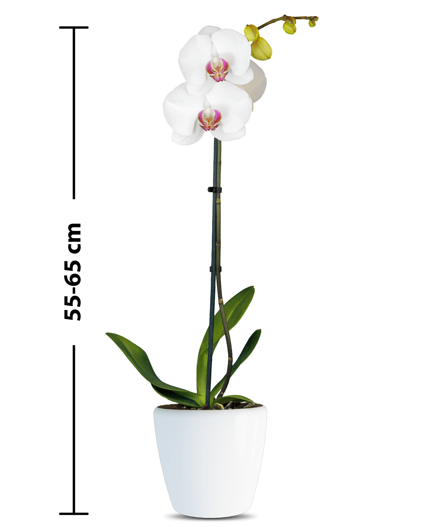 Phalaneopsis Hermonie Tek Dallı Beyaz Orkide - 3