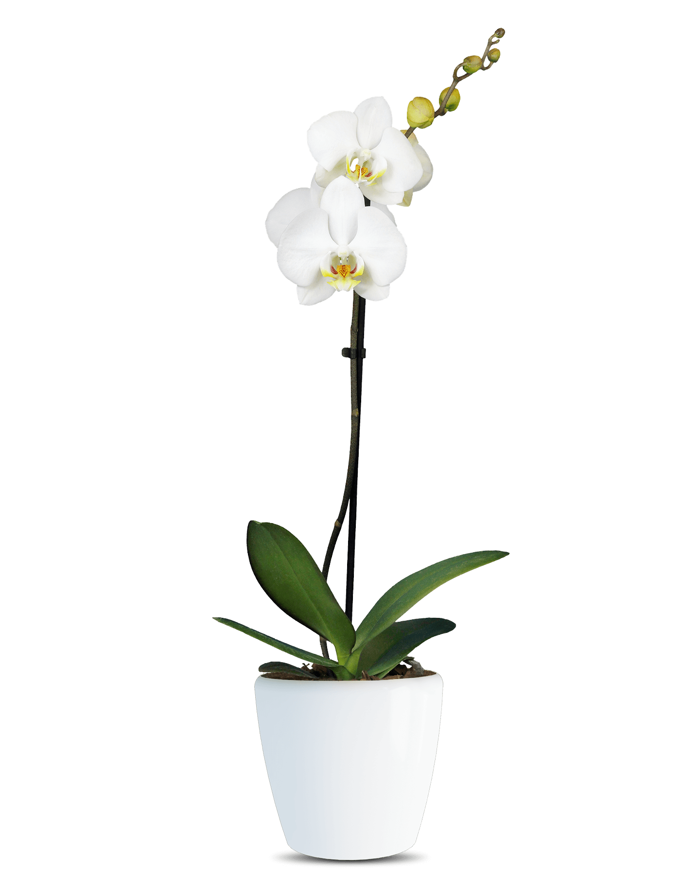Phalaneopsis Linda Tek Dallı Beyaz Orkide - Solo Plant