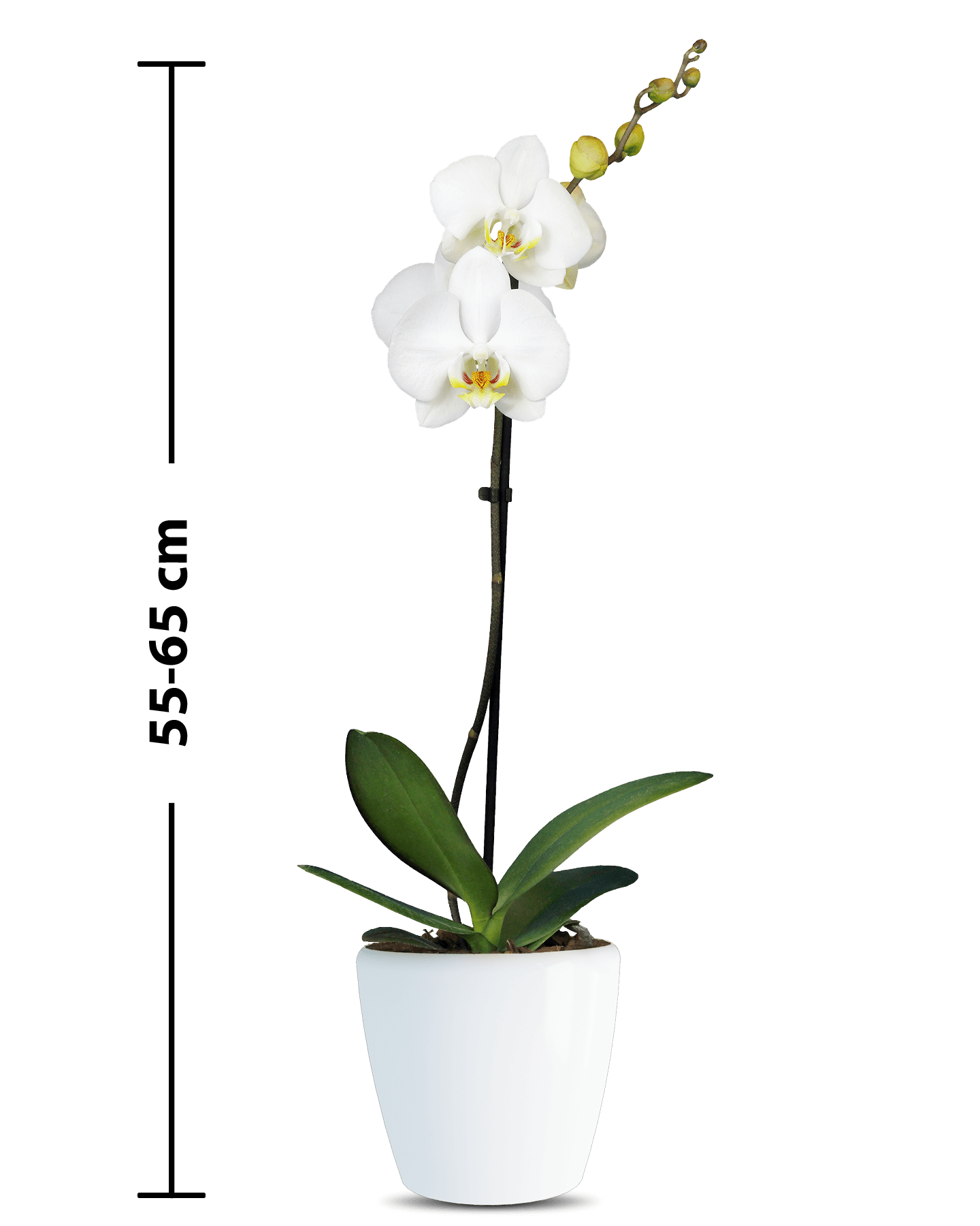 Phalaneopsis Linda Tek Dallı Beyaz Orkide - 3