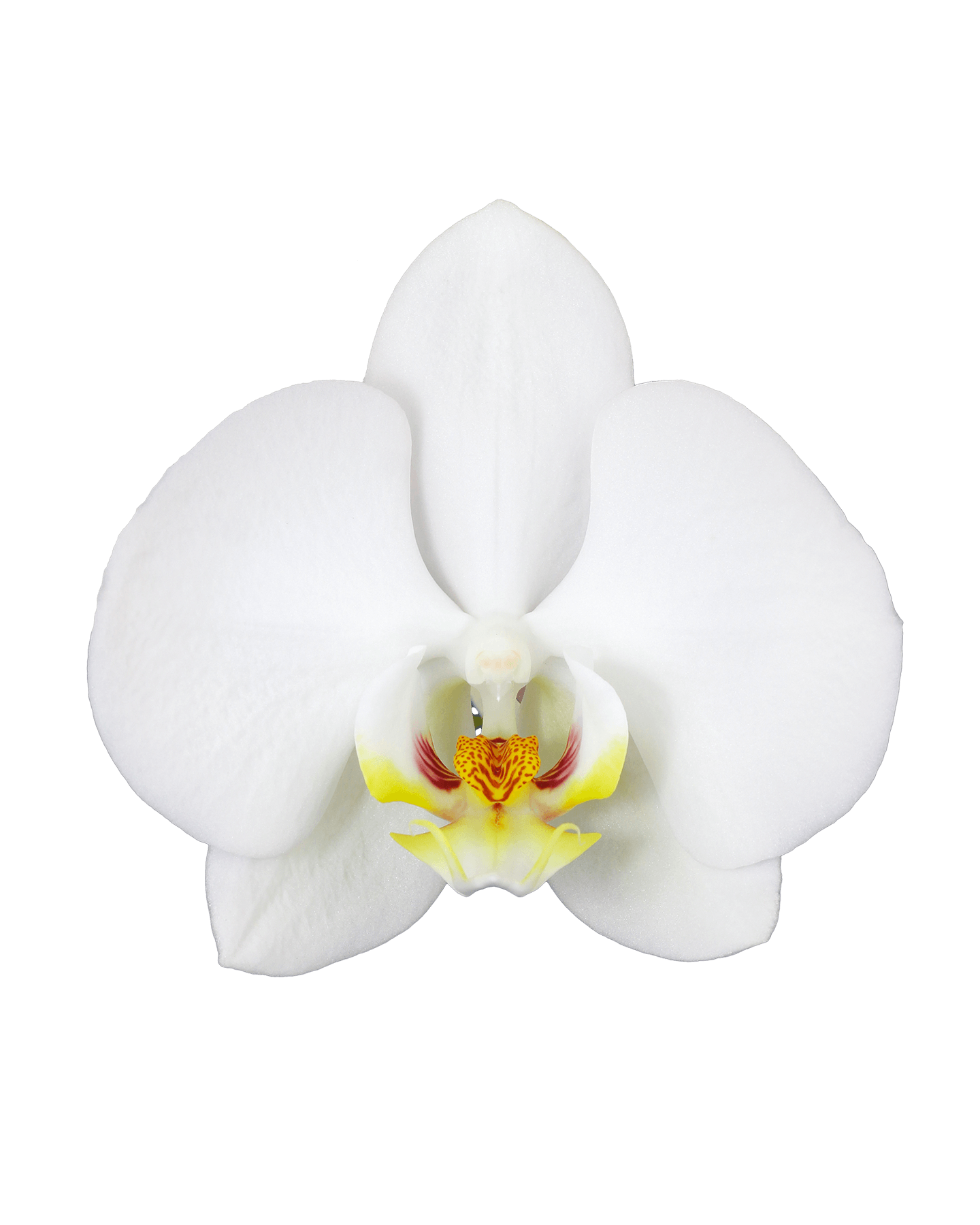 Phalaneopsis Linda Tek Dallı Beyaz Orkide - 2