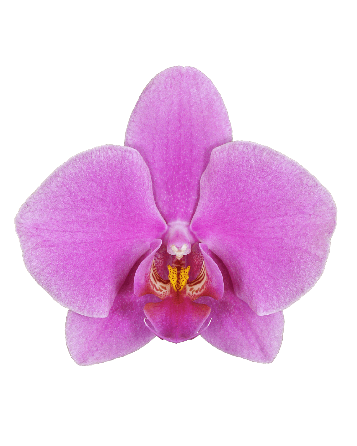 Phalaneopsis Lucia Tek Dallı Pembe Orkide - Thumbnail