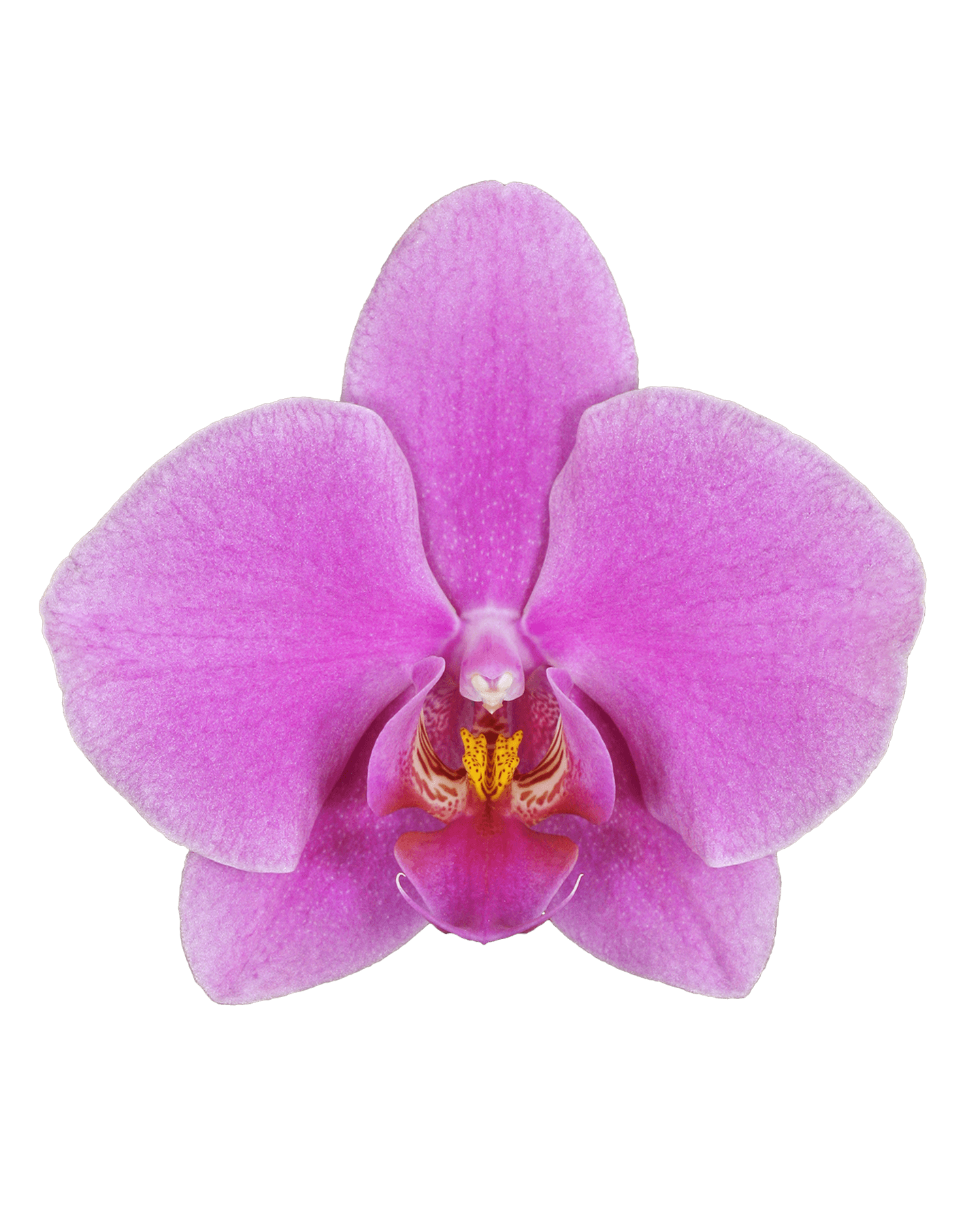 Phalaenopsis Lucia Tek Dallı Pembe Orkide