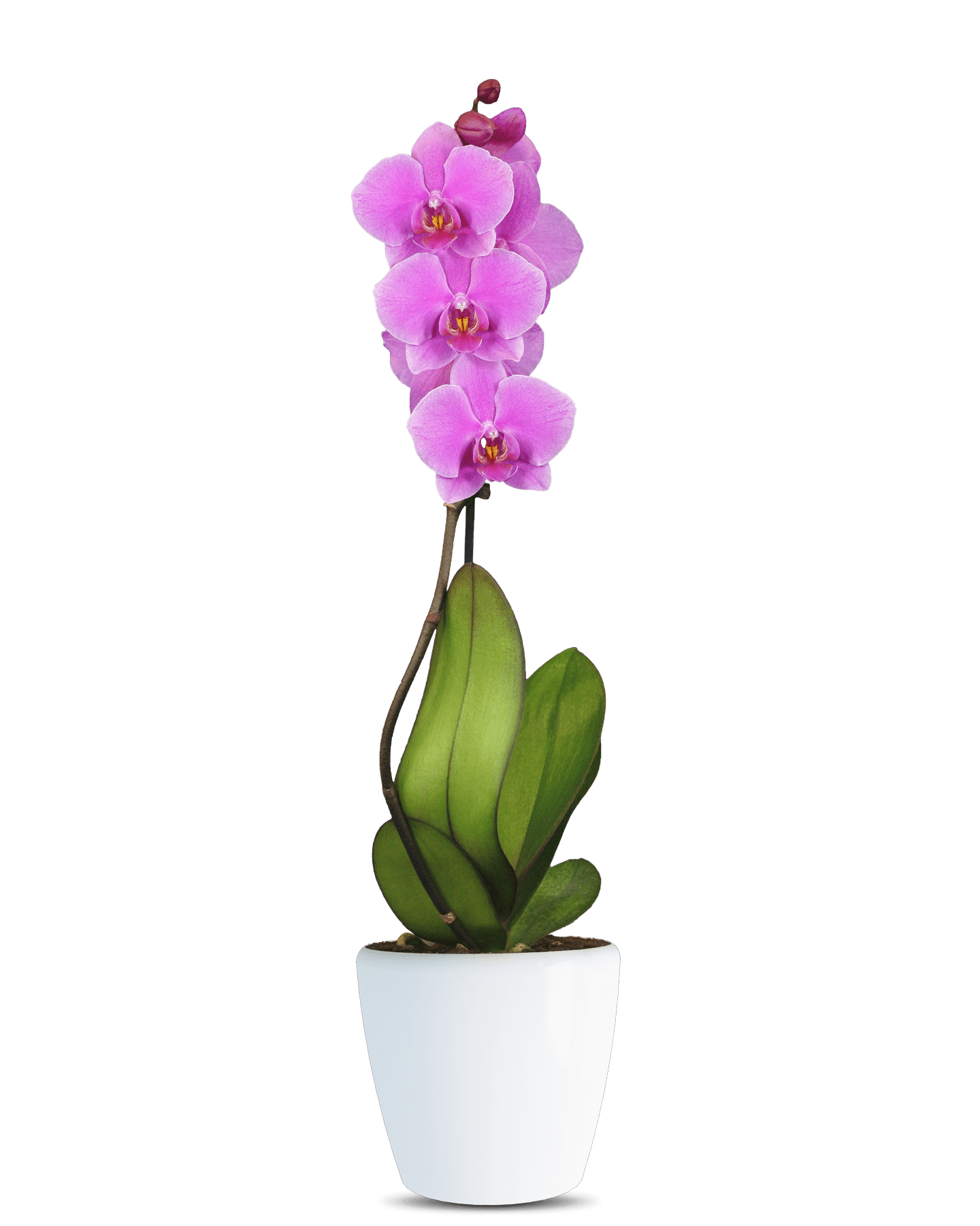 Solo Plant - Phalaenopsis Lucia Tek Dallı Pembe Orkide